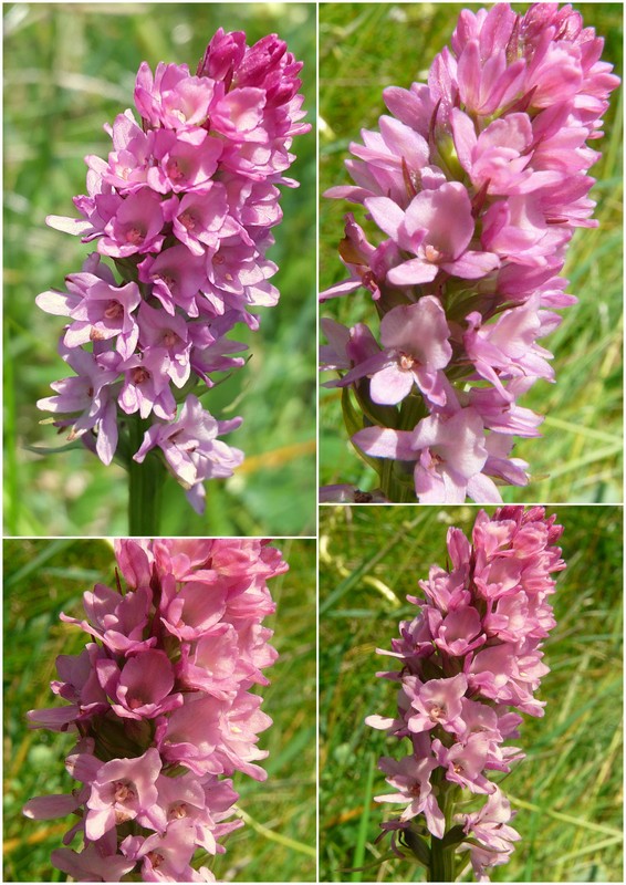 Una giornata a Valparola. Dactylorhiza, Nigritella e grandi montagne!